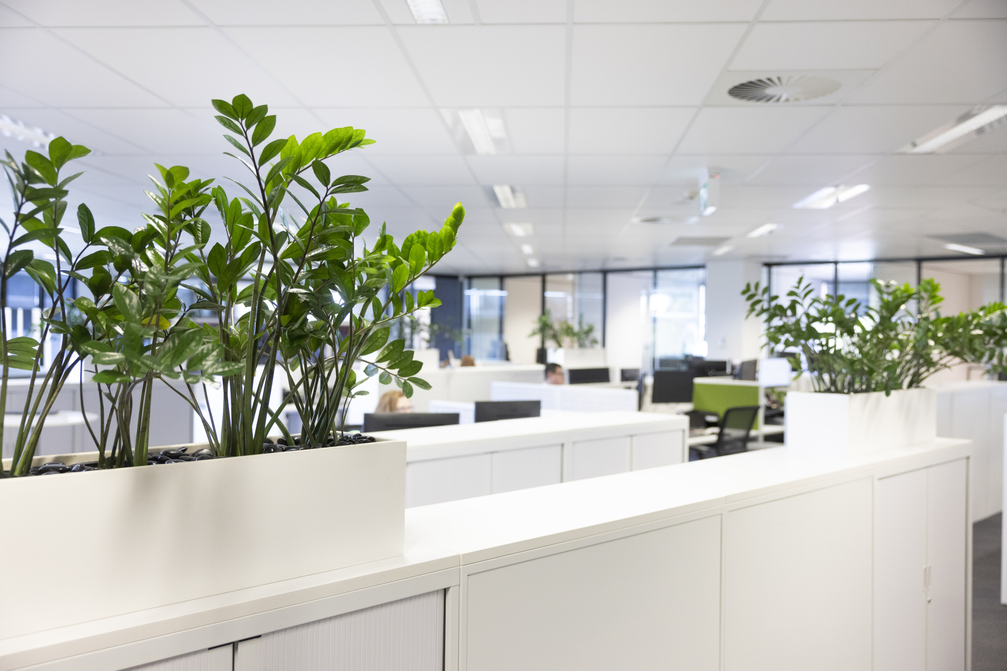 Indoor plants and cupboards in an estate plannning office.