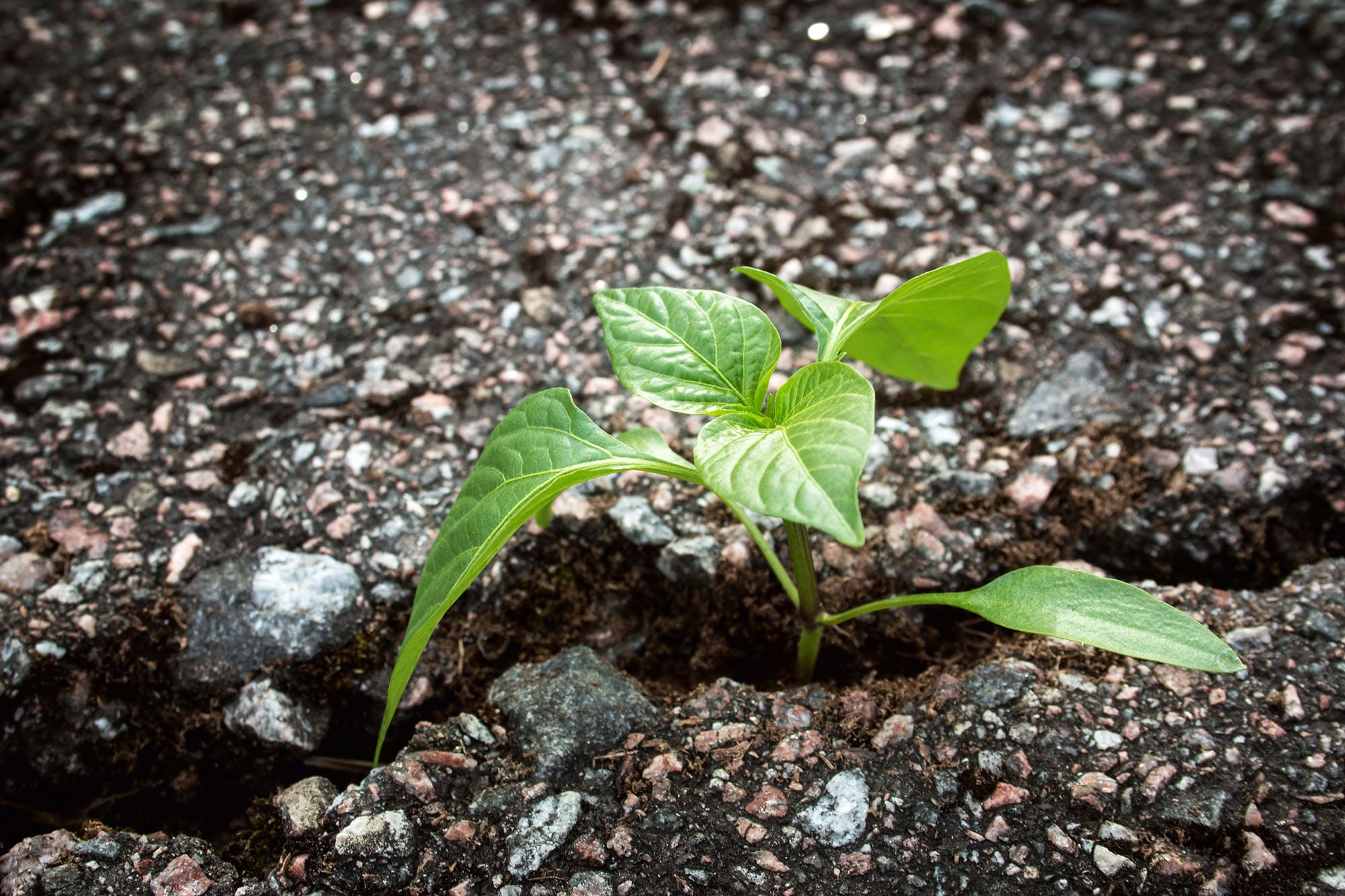 Emerging markets in Australia showcased by a plant breaking through bitchumen.